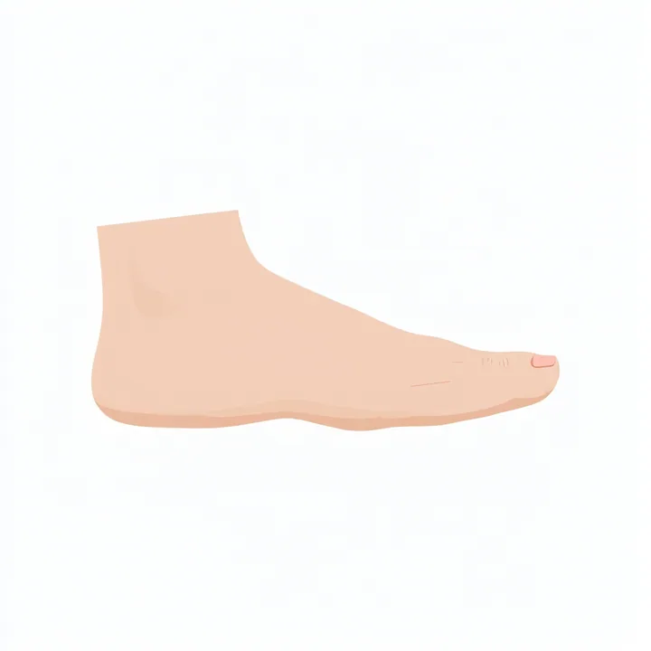 Foot