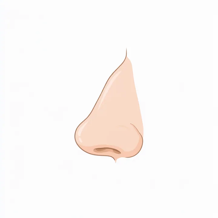 Nose