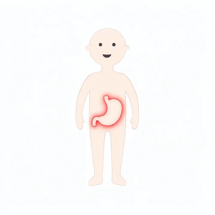 Stomach