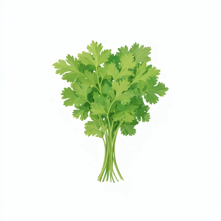 Coriander