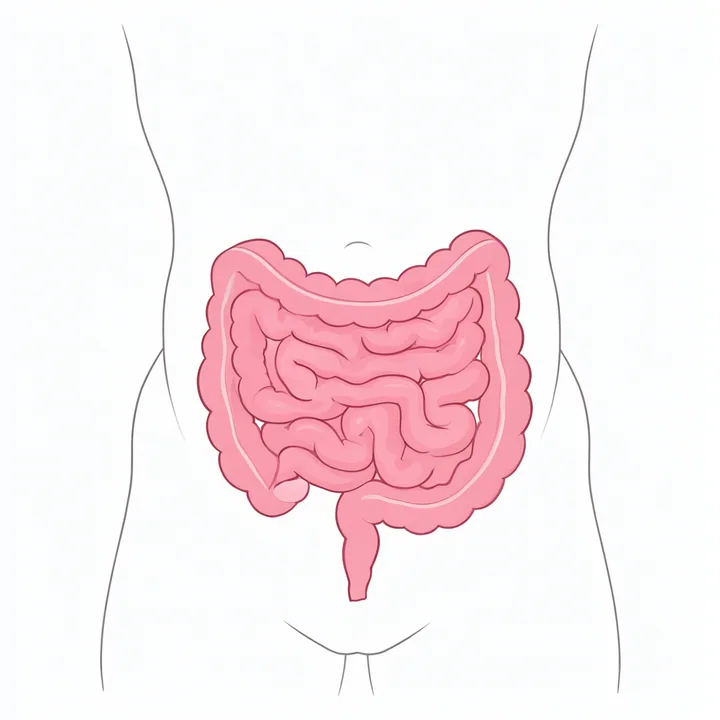 Intestine
