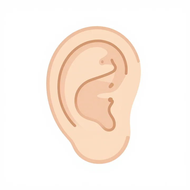 Inner ear