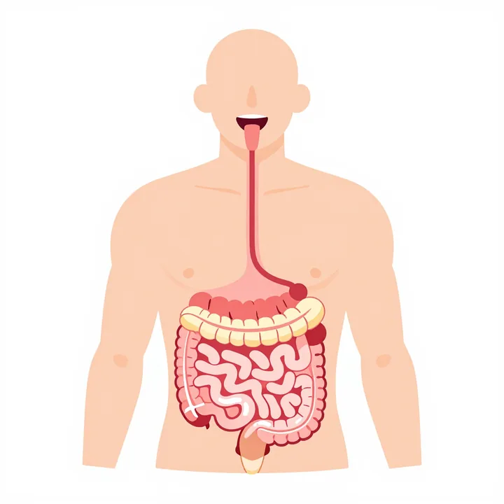 Digestive system