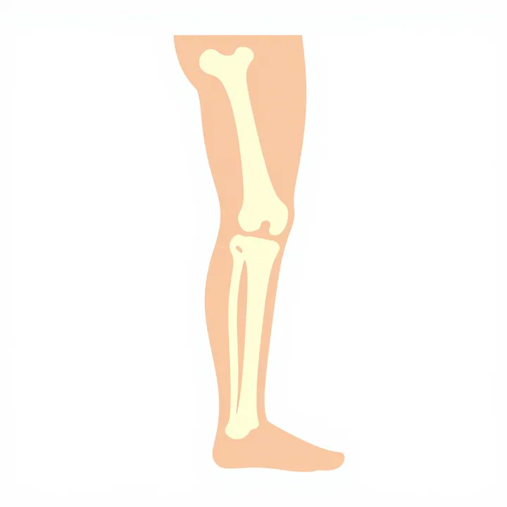 Femur
