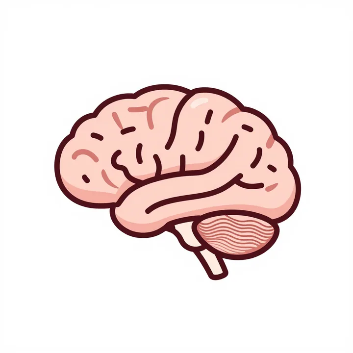 Cerebellum