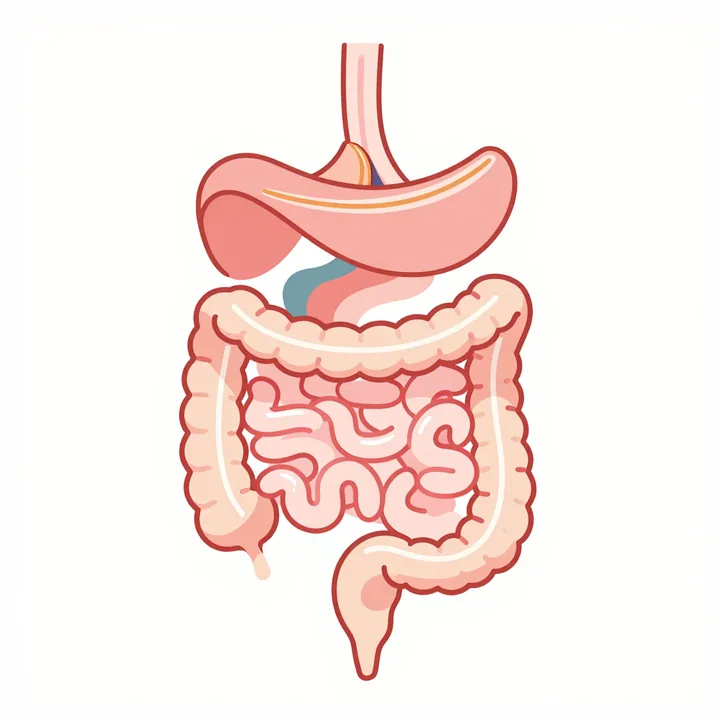 Rectum