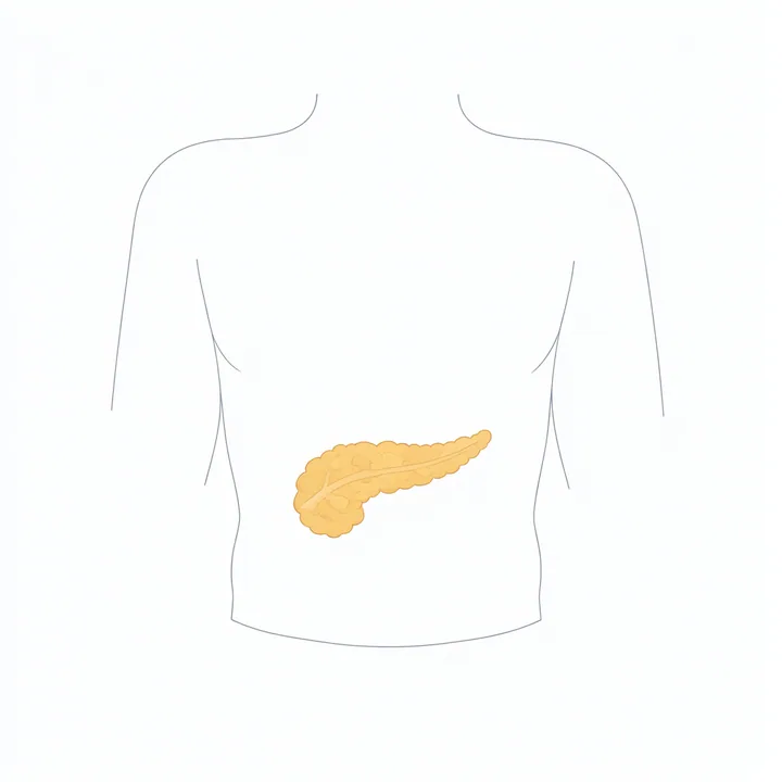 Pancreas
