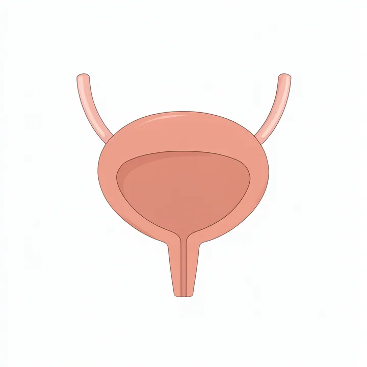 Bladder