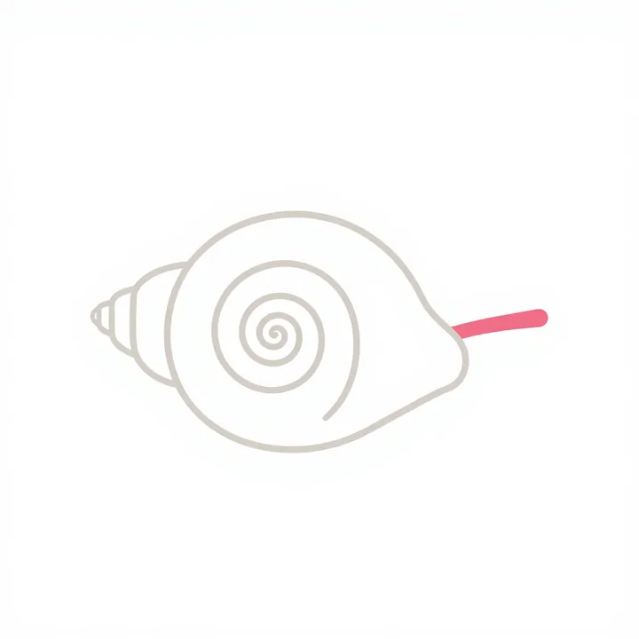 Conch
