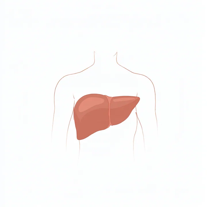 Liver