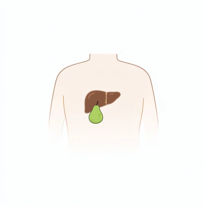Gallbladder