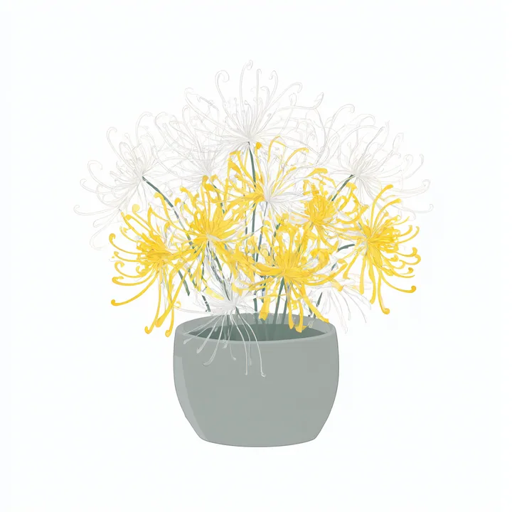 Chrysanthemum