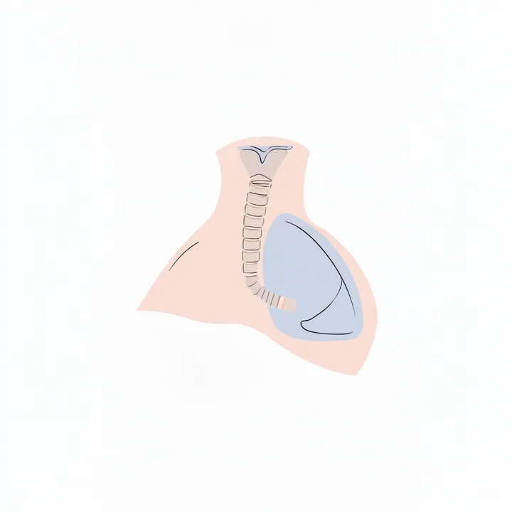 Windpipe