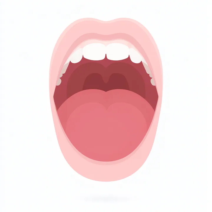 Palate