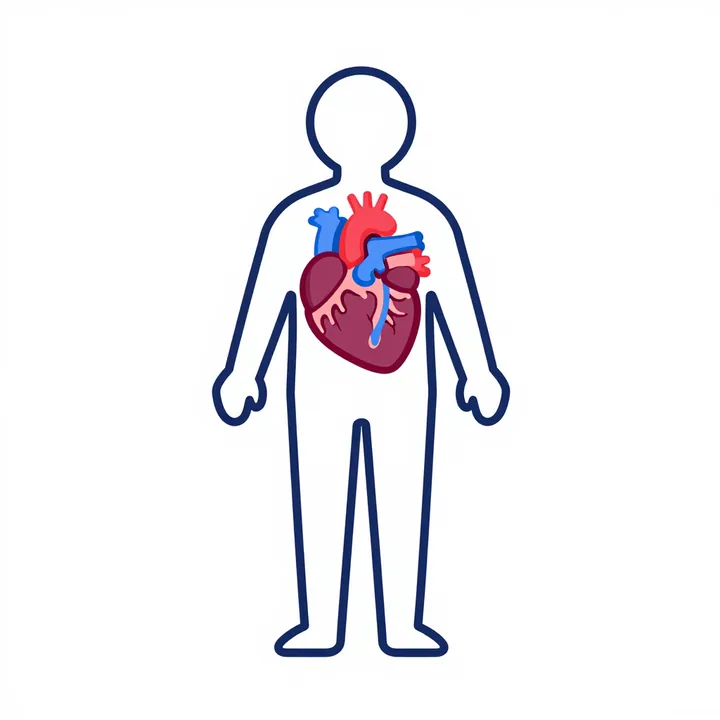 Blood circulation
