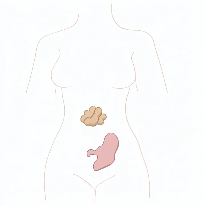 Stomach